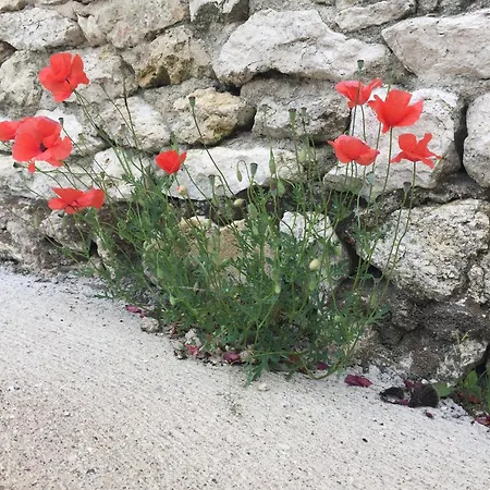 Un Figuier Dans Notre Jardin Villa Beaune-la-Rolande Room photo