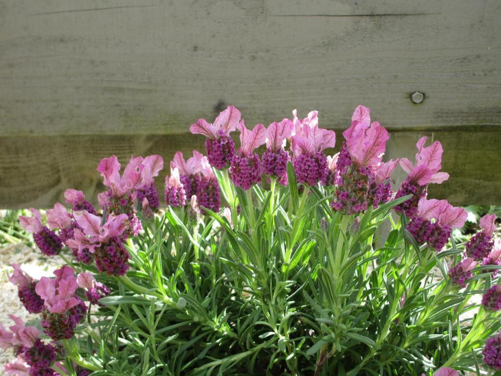 Un Figuier Dans Notre Jardin Holiday home