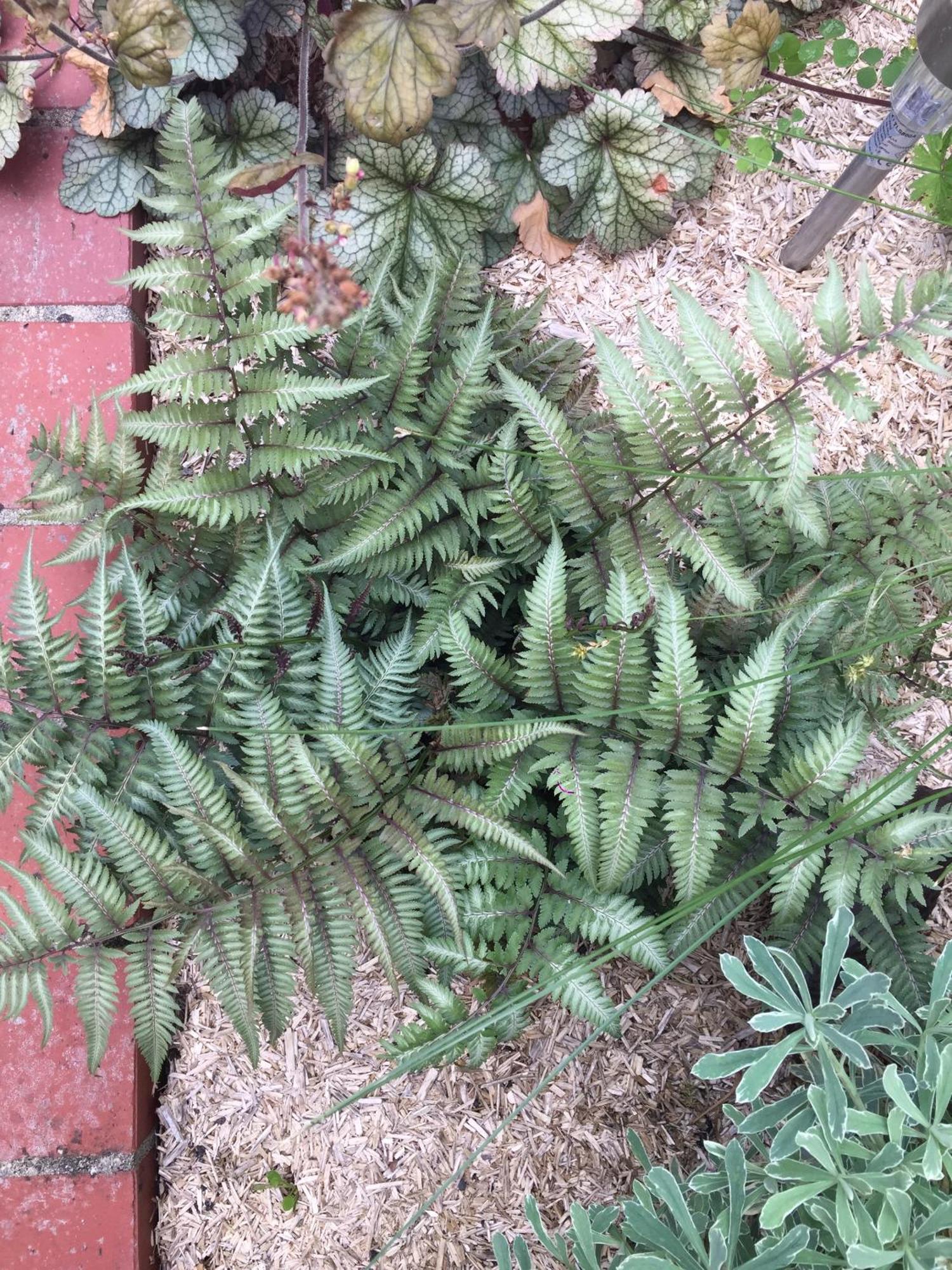 Un Figuier Dans Notre Jardin *